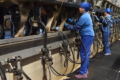 «Астарта» в І півріччі на 5% збільшила продажі молока-сировини