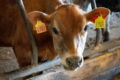 «Волошкове поле» інвестує у виробництво молочної сировини