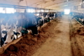 Ферми «Молочних рік» працюють над підвищенням надоїв