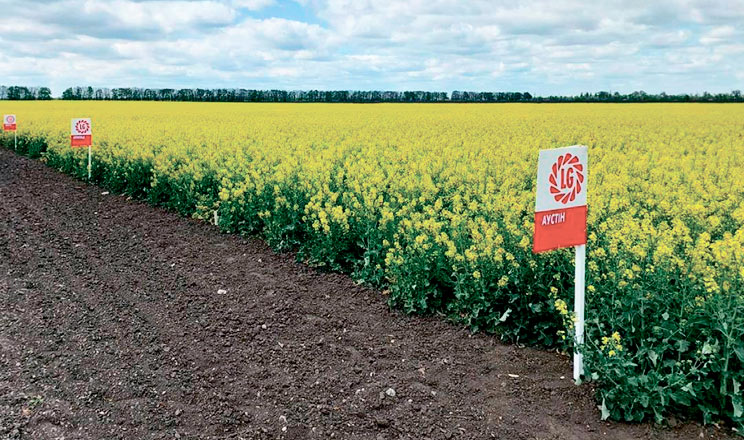На ринок України виходять гібриди ріпаку, що стійкі до комплексу хвороб і здатні максимально ефективно засвоювати азот із ґрунту