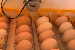 Збільшення тривалості зберігання яєць вимагає подовжувати термін інкубації