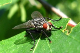 Пошкодження ріпаку капустяною мухою зменшується за високого вмісту бору в ґрунті