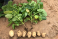 В Австралії дозволили новий фунгіцид проти ризоктоніозу картоплі