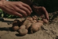 На Чернігівщині презентували нові вітчизняні сорти картоплі