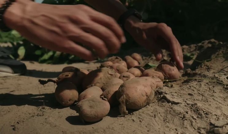 На Чернігівщині презентували нові вітчизняні сорти картоплі