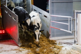 Виторг від експорту живої ВРХ за 3 квартали зріс на 51,3%