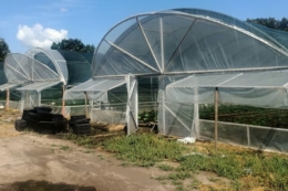 Овочівництво шукає нову модель розвитку після втрат війни