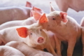 У мозку агресивних свиней виявлено брак серотоніну