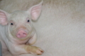 Промислове поголів'я свиней зросло на 7,8%