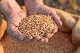 Чернігівщина наростила виробництво агропродукції