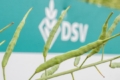ДСВ в Україні представляє чотири нові гібриди озимого ріпаку