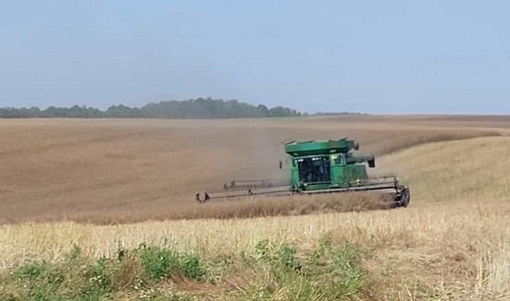 Обмолот озимого ріпаку почали у «Фармгейт Україна»