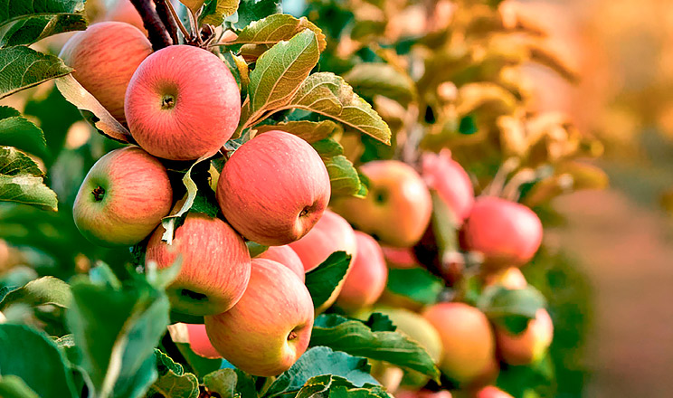 Підходи до живлення в українському садівництві в останні роки змінилися через подорожчання мінеральних добрив