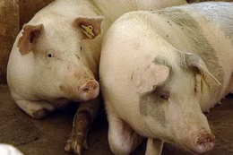 Виявити АЧС за 20 хвилин під силу новітньому CRISPR-тесту