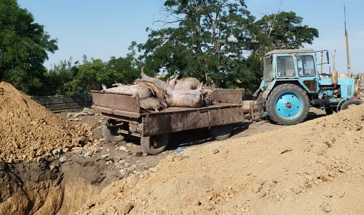 У двох районах Полтавщини зафіксовані спалахи АЧС