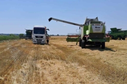 Валовий збір зернових і зернобобових перевищив 10 млн тонн, ріпаку – 1 млн тонн