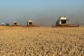 Найвища врожайність озимої пшениці в «Агротрейд» – на Чернігівщині