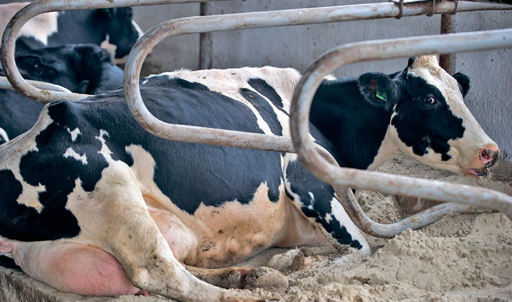 Основні бактерійні респіраторні інфекції великої рогатої худоби