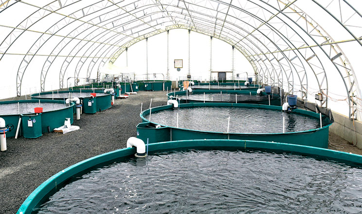 Вітчизняний агробізнес звертає увагу на аквакультуру як на складову диверсифікованого виробництва