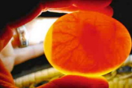 Інкубаційні якості яєць із пошкодженою шкаралупою погіршуються