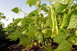 Найбільш рентабельною для ФГ «Новосинявське» на Хмельниччині виявилась квасоля