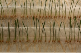 Як підвищити енергію проростання насіння