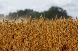 Площі посівів сої  у ФГ «Моя земля 2015» на Полтавщині скоротять наступного року