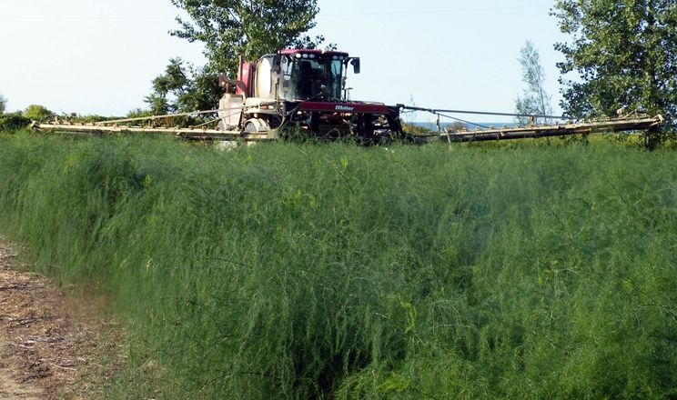 Зменшення норм обприскування веде до забур’яненості спаржі