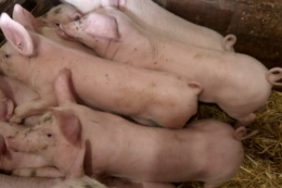 Стрептококоз у свиней: що виступає тригерами