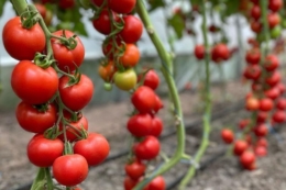Ринок томатів просів, але тепличний сегмент ще зростатиме
