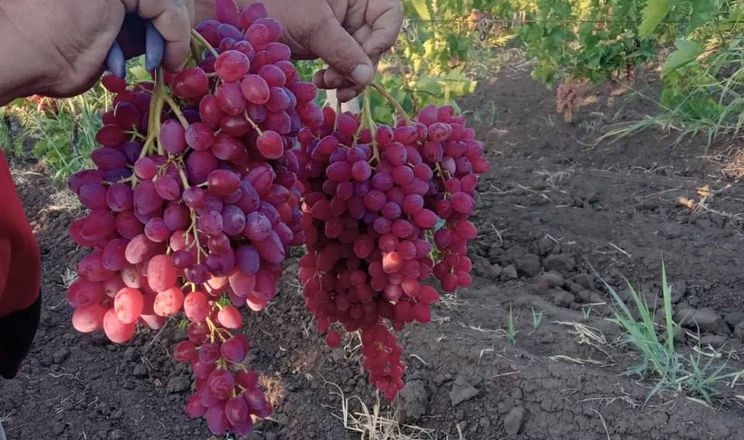 Одеські фермери очікують гарний урожай столового винограду