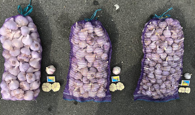 Як правильно обрати посадковий матеріал для часникового проекту в Україні