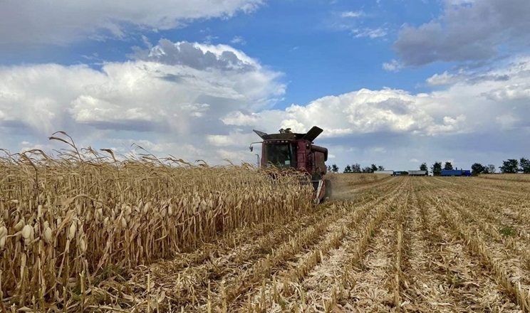 На незібраних посівах кукурудзи розвиваються патогенні організми