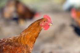Тепловий стрес завдає удару по репродуктивній системі птиці