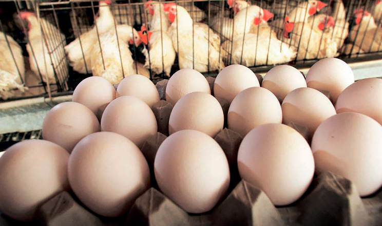 Уведення в раціон птиці кормових добавок, склад яких містить ферменти, пробіотики та бетаїн, сприяє подовженню продуктивного періоду несучок