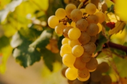 Вітчизняним виноробам заважає конкуренція та бракує знань