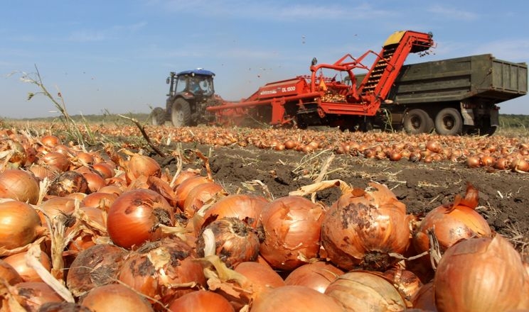 Компанія ПАЕК отримала значний урожай цибулі