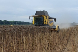 Урожайність соняшнику на Черкащині на 20% нижча, ніж торік