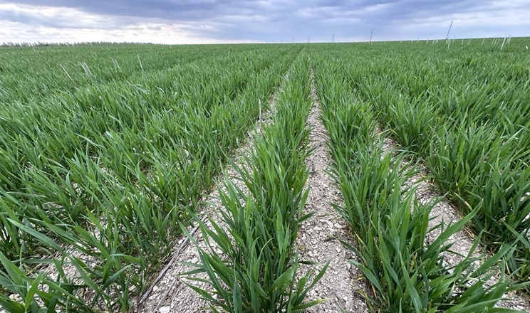 ГК «Вітагро» зменшує площі під оранкою і збільшує – під strip-till