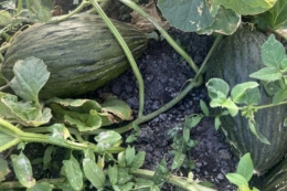 Українська диня може стати експортним хітом, – експерт