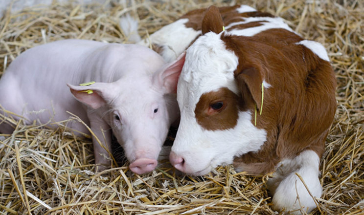 USDA прогнозує скорочення поголів’я ВРХ та свиней в Україні