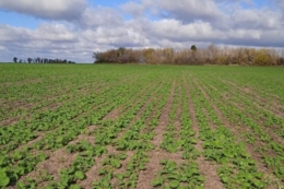 Скільки поживних елементів виносить із ґрунту озимий ріпак за врожайності 3 т/га