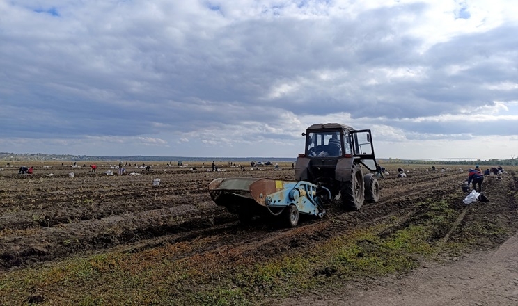 «ПАЕК» збирає картоплю другого врожаю