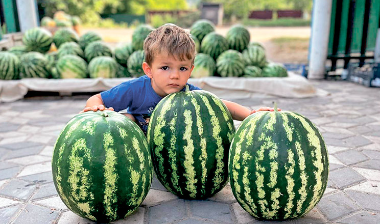В Україні доступне насіння сортових кавунів, які впораються з найскладнішими кліматичними й економічними умовами