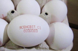 Географія експорту продукції «Ясенсвіт» змінилася за час війни