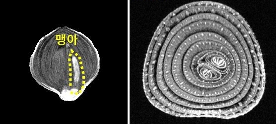 Південнокорейські вчені прогнозують якість зберігання цибулі за допомогою МРТ 