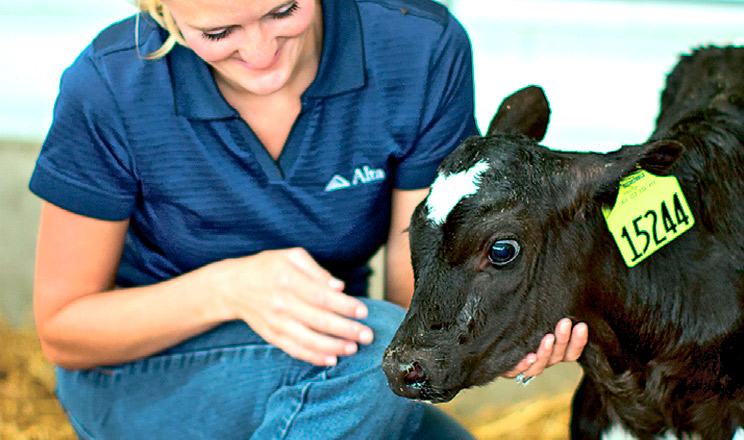 Обираючи спермопродукцію, слід орієнтуватися на генетичний індекс бугаїв, що відповідають потребам вашого стада