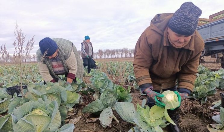 Через посуху капуста волинського фермера виросла дрібною