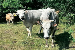 Стартує добір заявок на спеціальні бюджетні дотації на утримання ВРХ і ДРХ