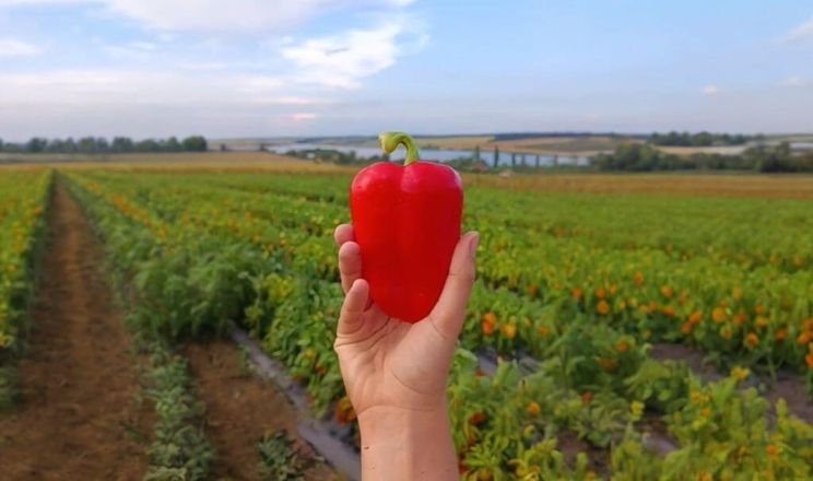 Кучерява фермерка поділилася досвідом успішного вирощування перцю